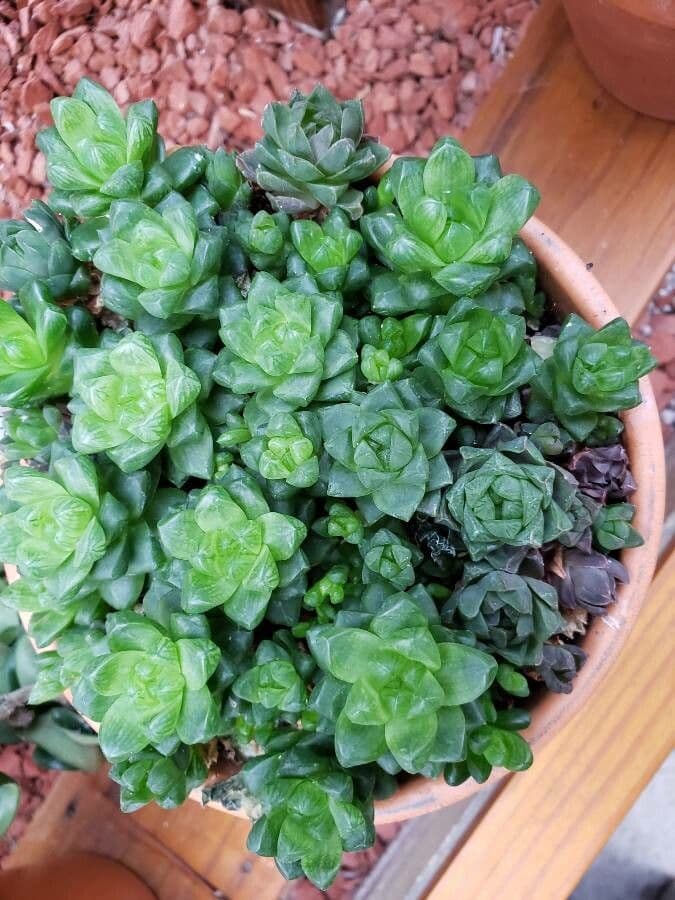Haworthia 11