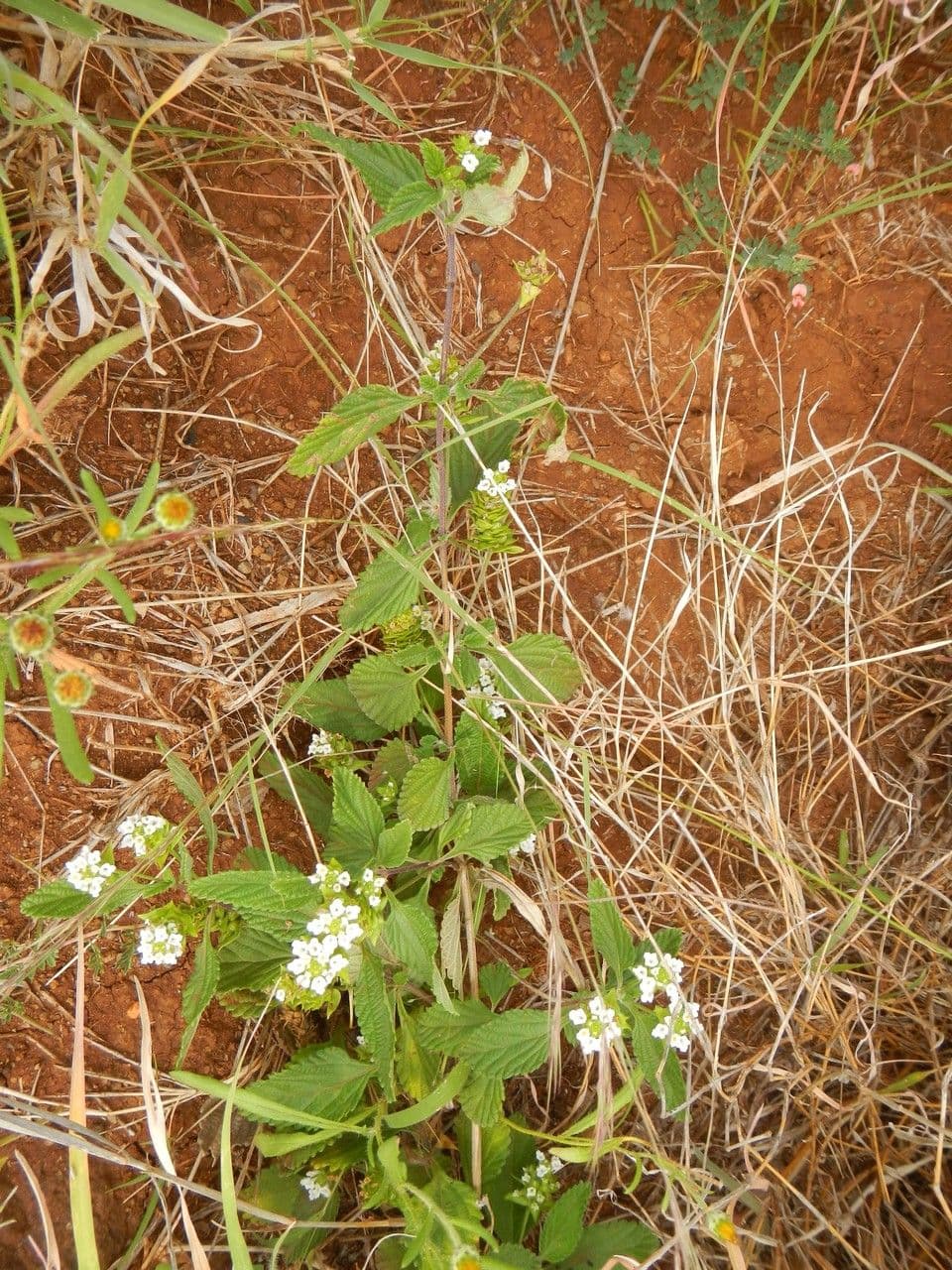 Lantana 13