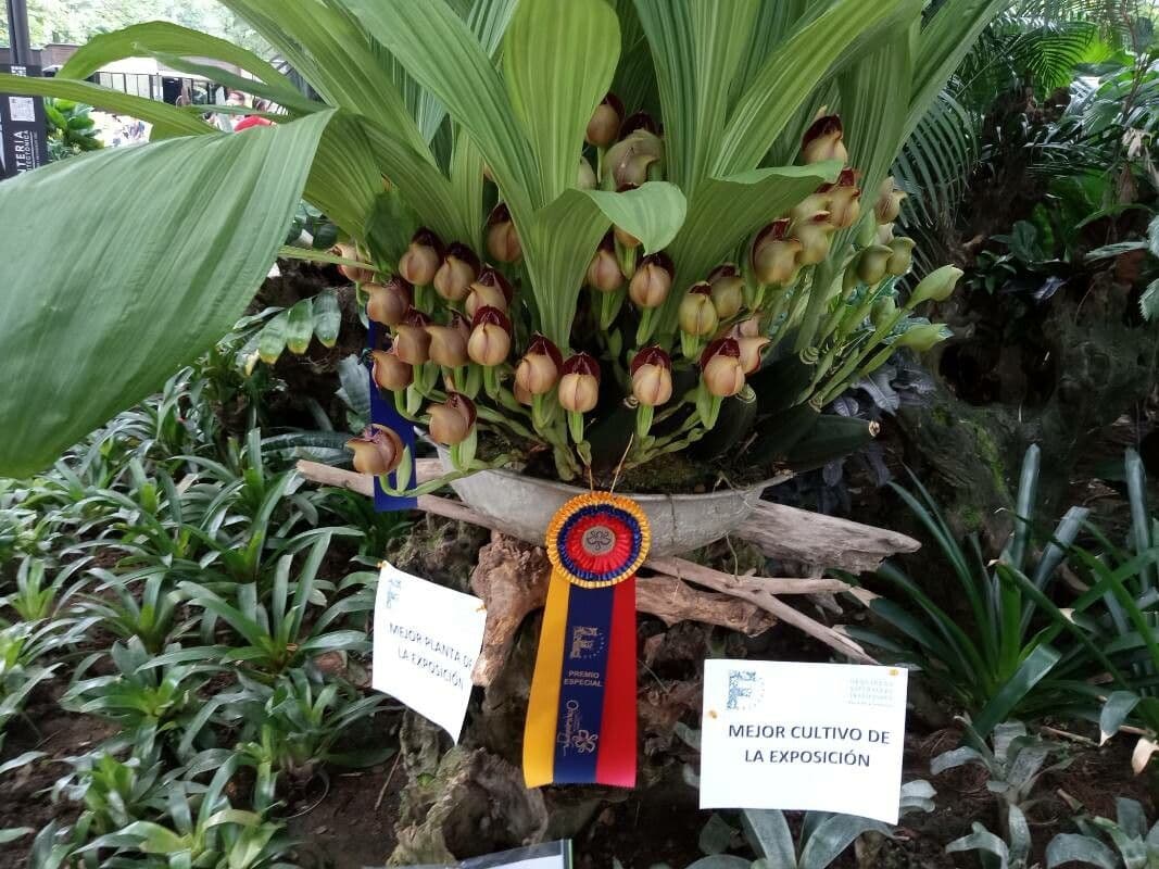 Orchidea Tulipano 4