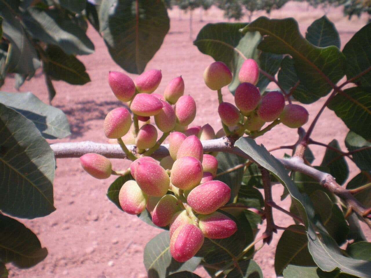 Pistacchio 15