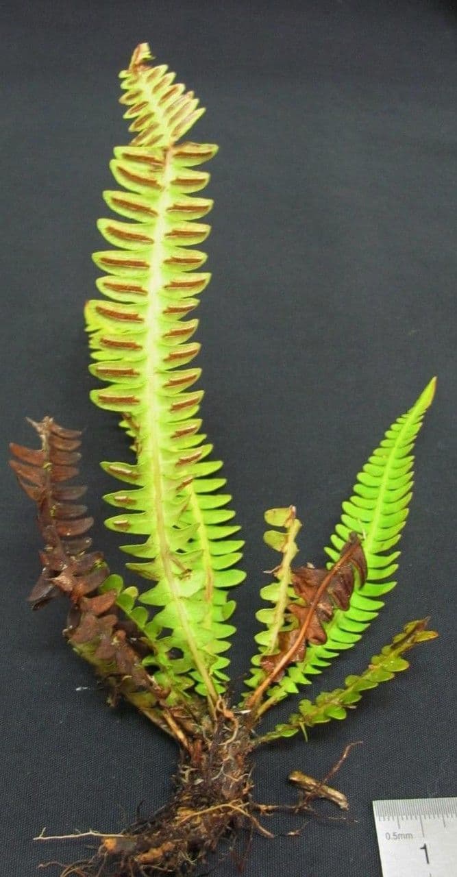 Blechnum polypodioides 13