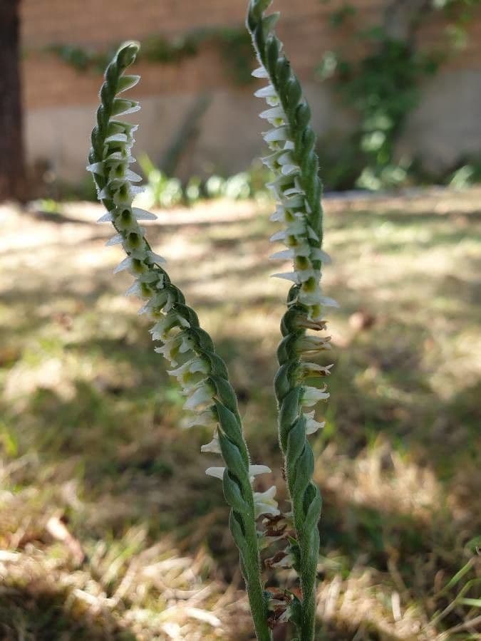 Spiranthes lacera 3