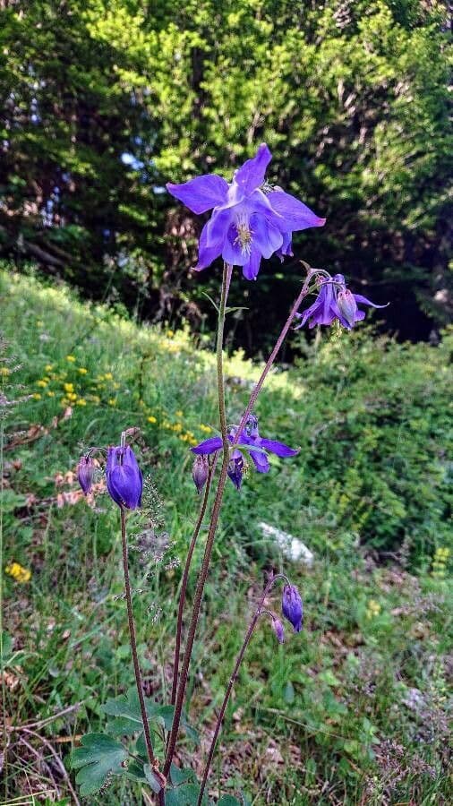 Alpine columbine 10