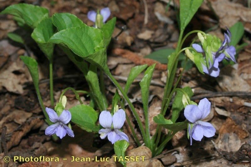 Viola mirabile 14