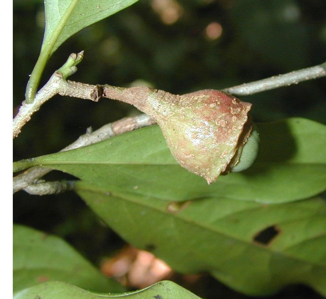 Licaria