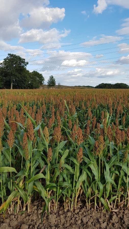 Sorgo 6