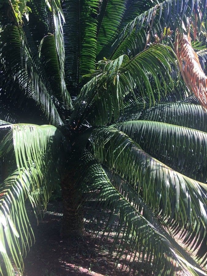 Madagaskar-Cycás 3