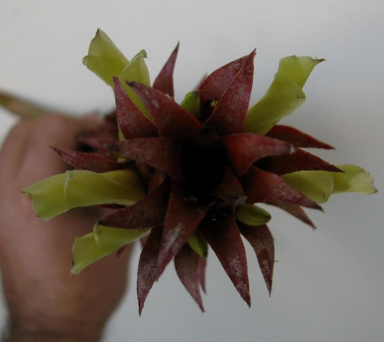 Überlappende Pitcairnia 3