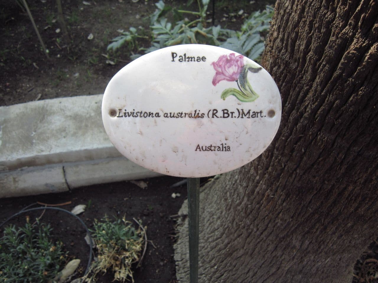 Palma australiana 12