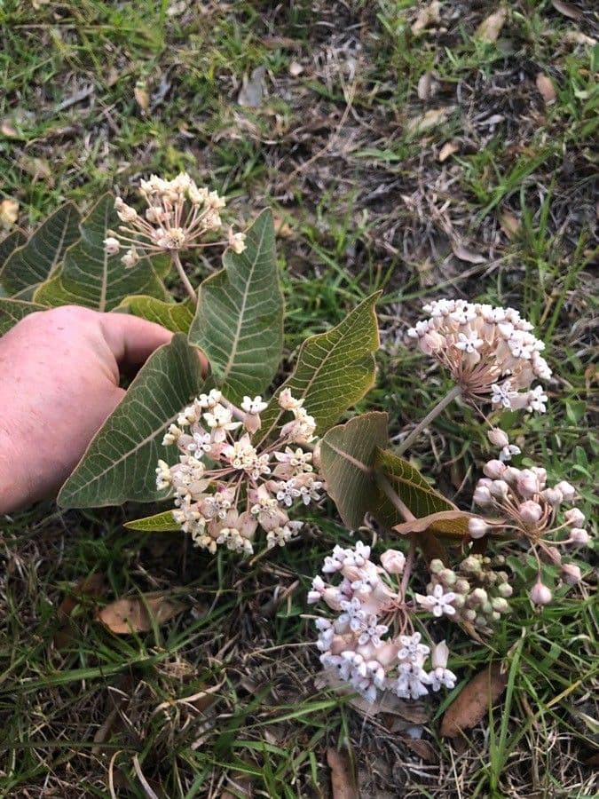 Asclepias 2