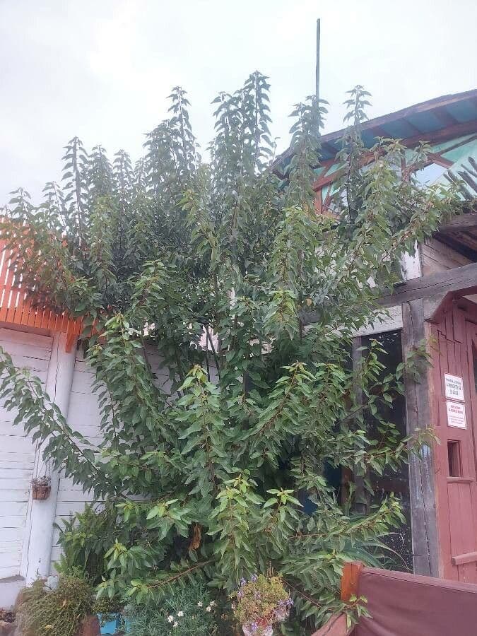 Aristotelia chilensis 18