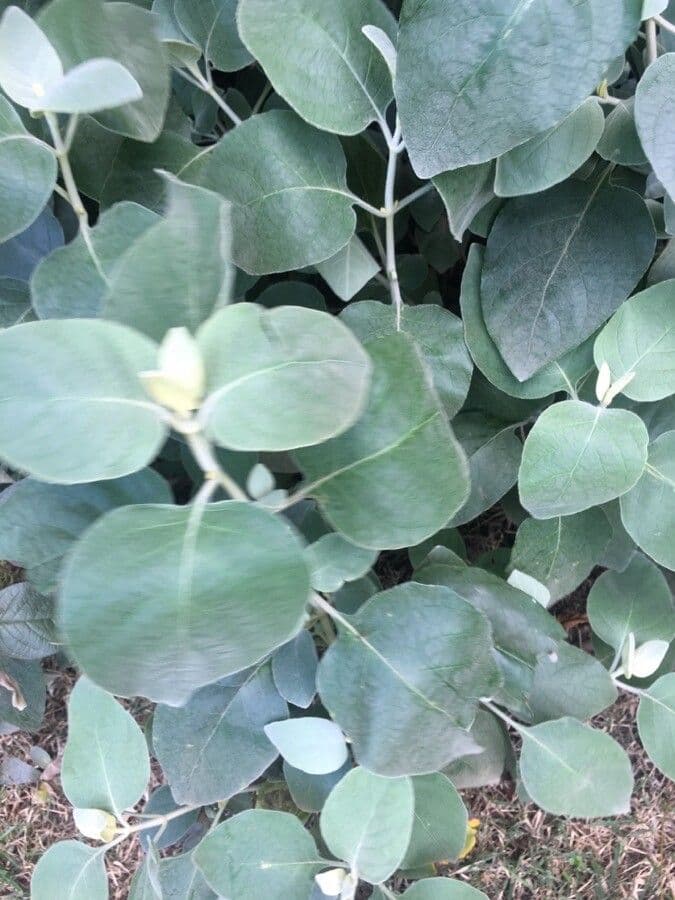 Barleria 7