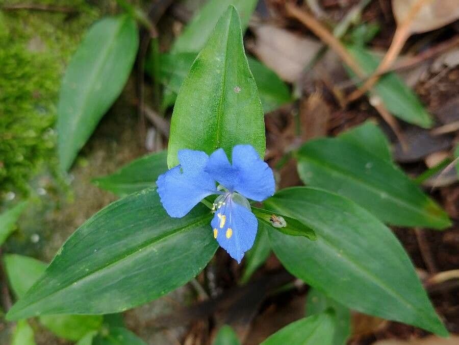 Erba antiscorbuto blu 4