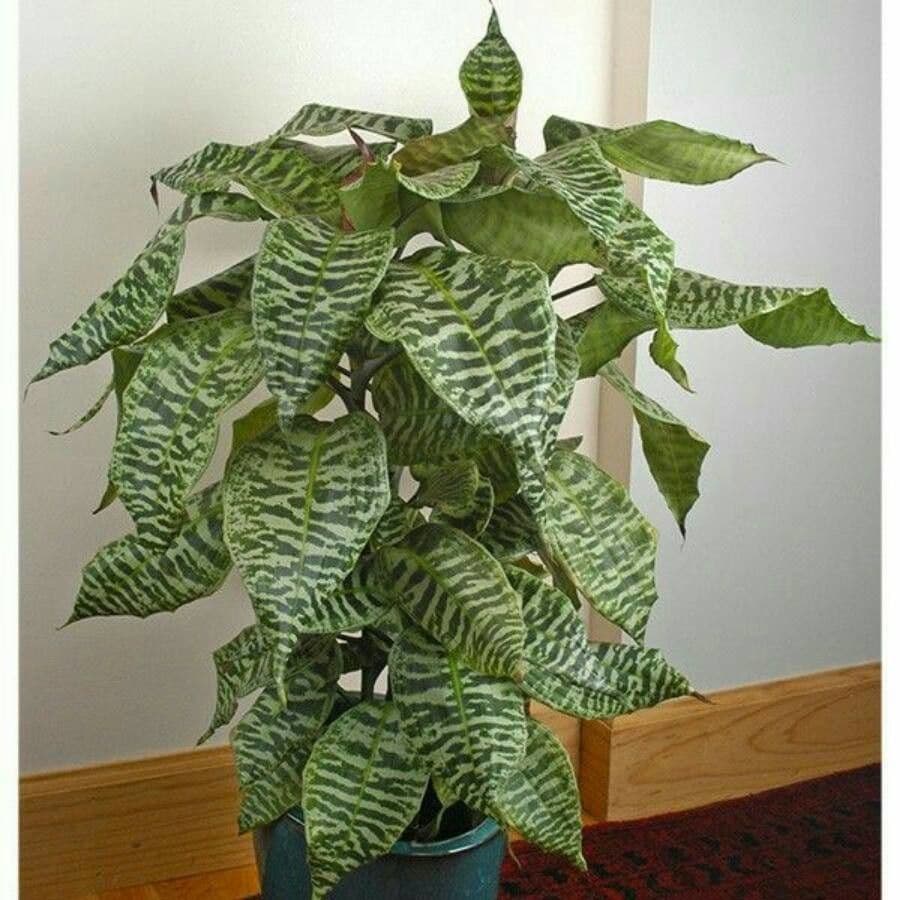 Dracaena 5