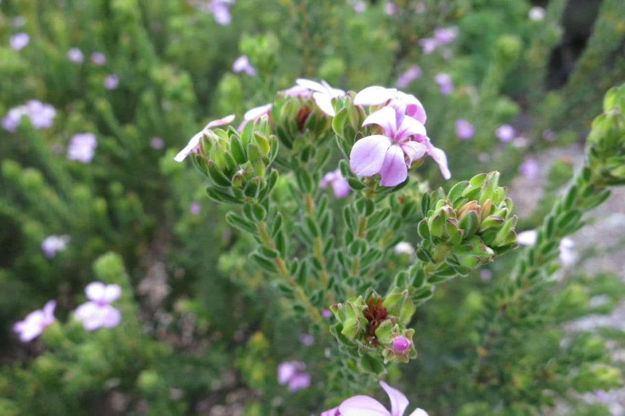Acmadenia 7