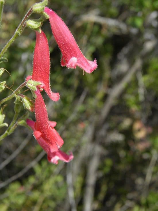 Penstemon borylistý 5