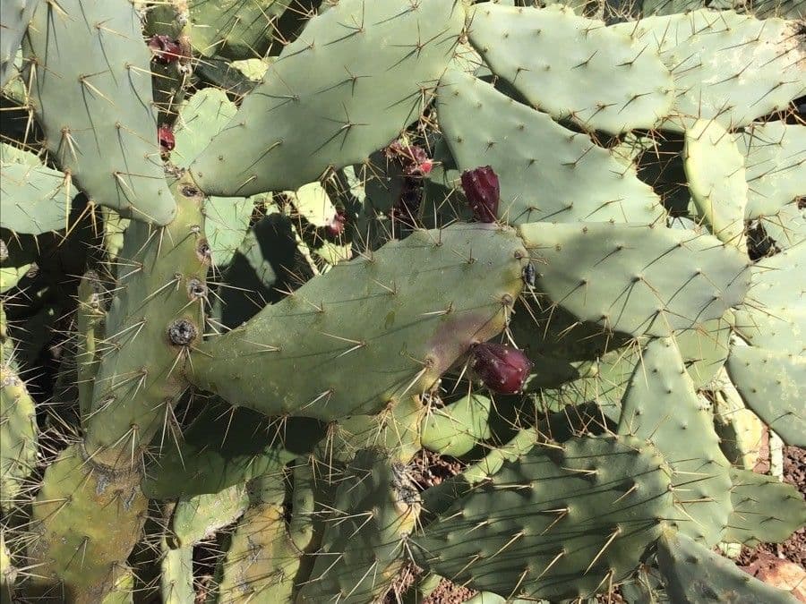 Opuntia alta 7
