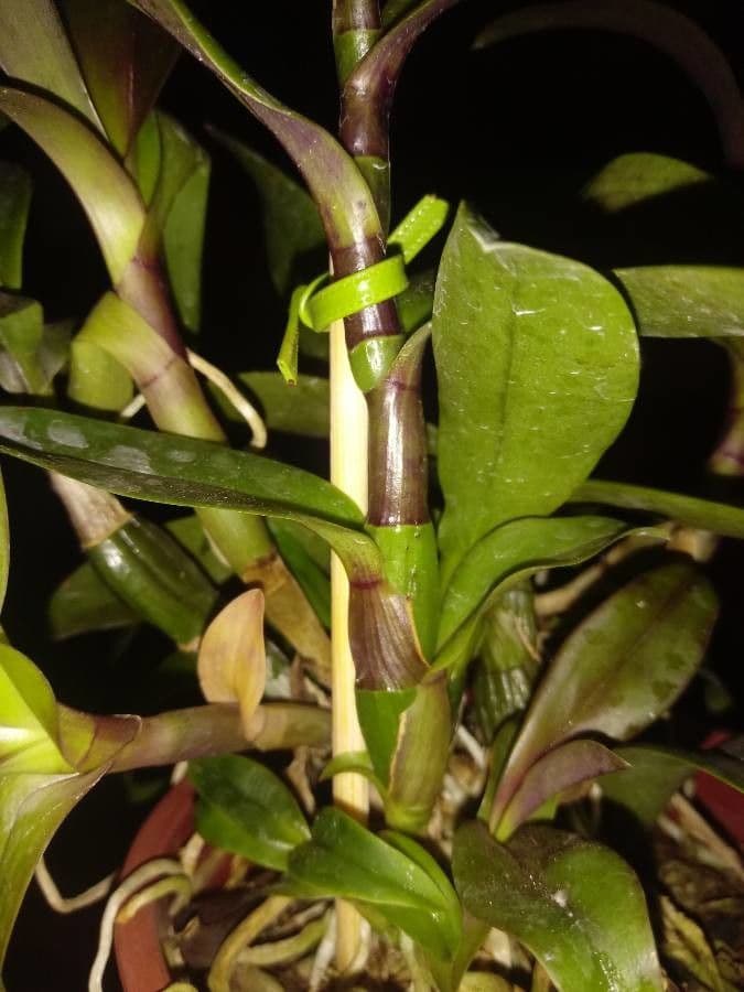 Rhyncholaelia 7