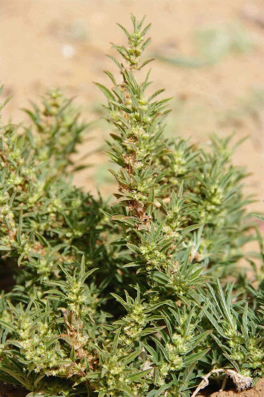 Amaranto greco 3