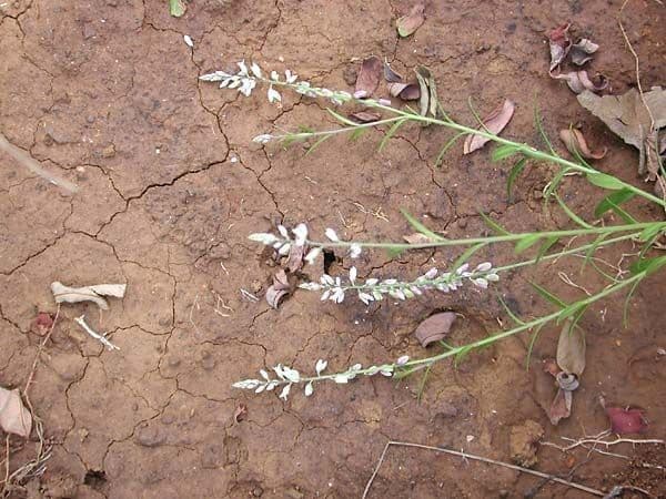 Poligala paniculata 10