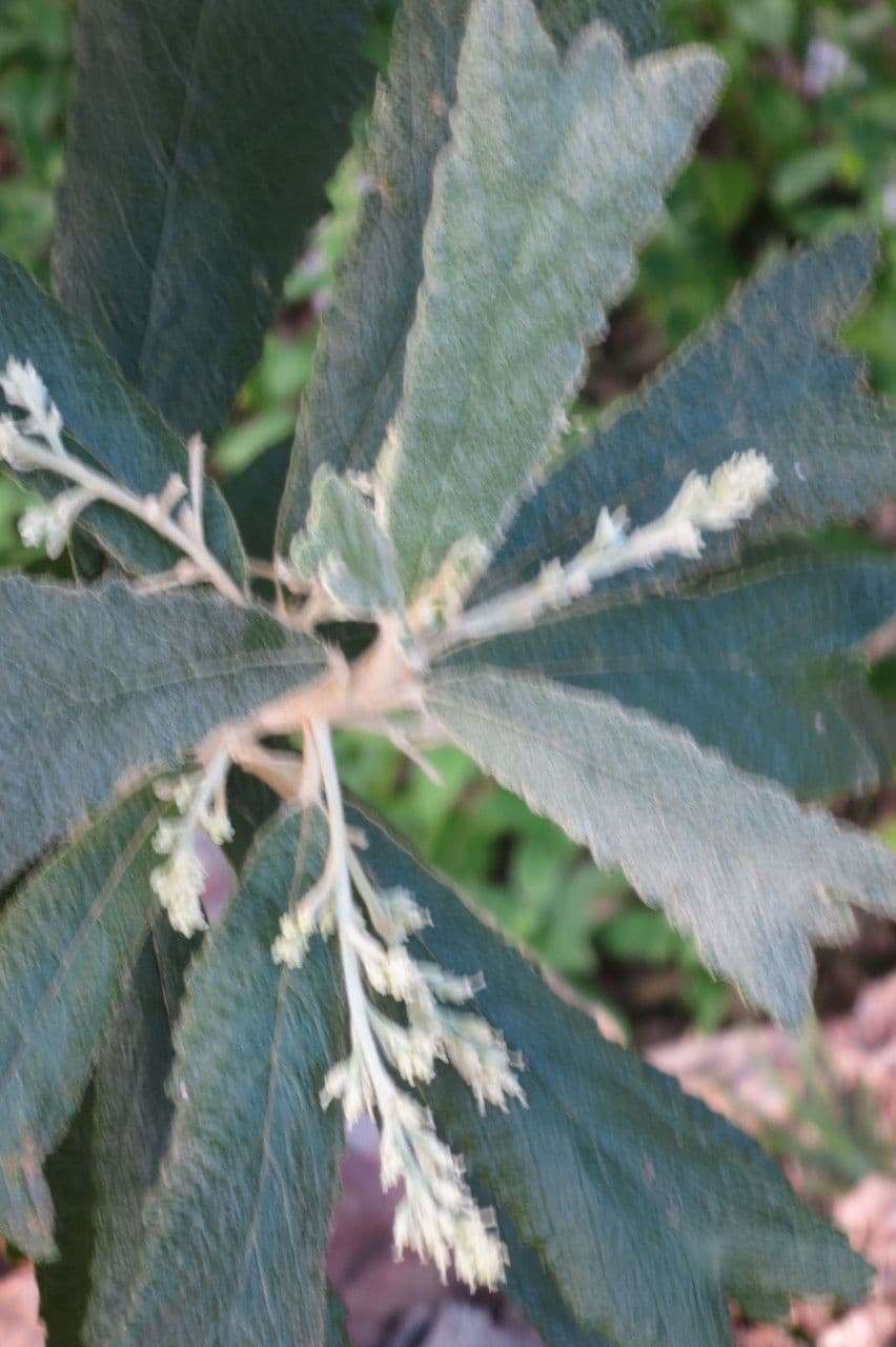 Tarchonanthus 3