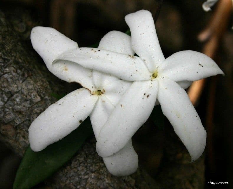 Atractocarpus 3