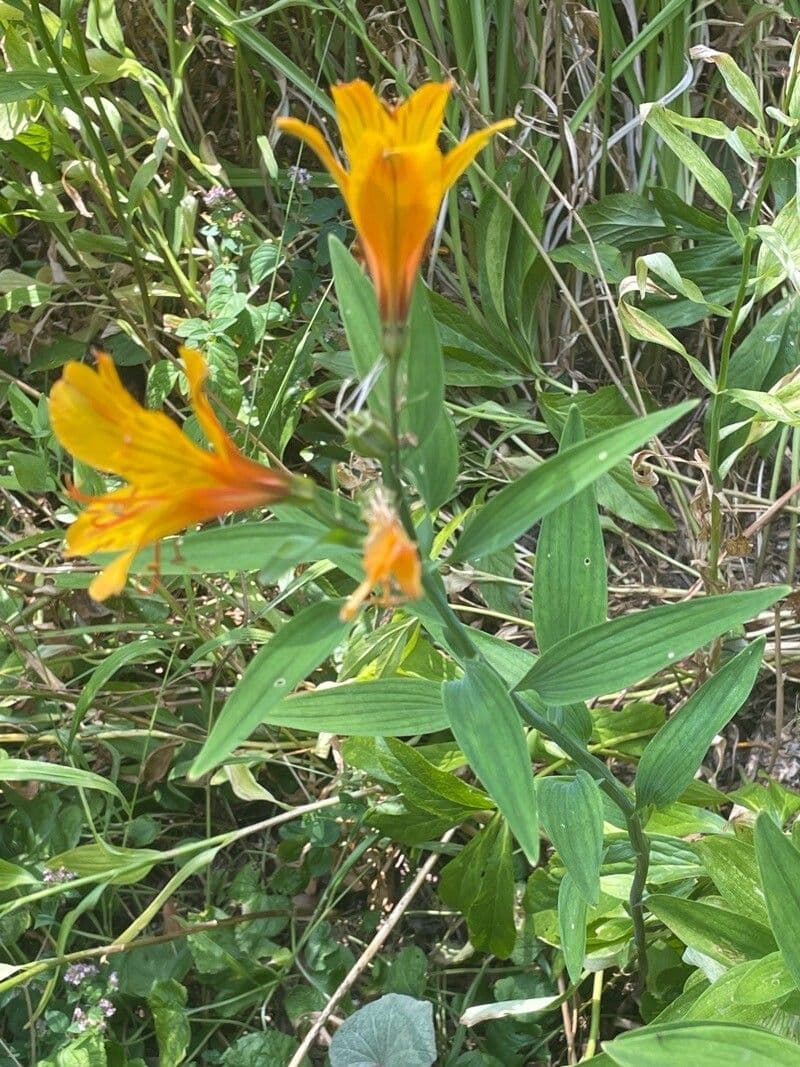 Alstroemeria aurea 16