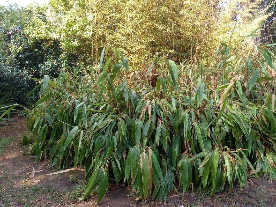 Indocalamus 3