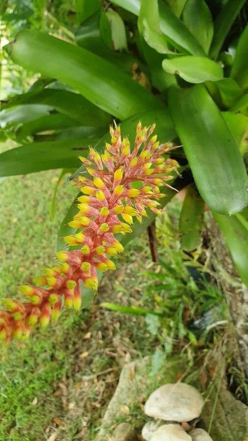 Aechmea 5