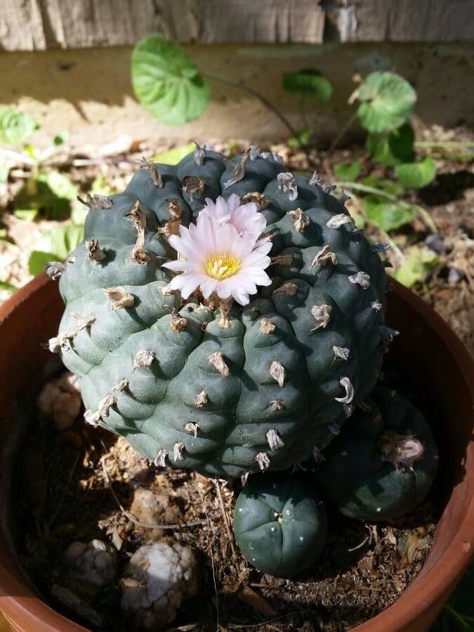 Peyote 6