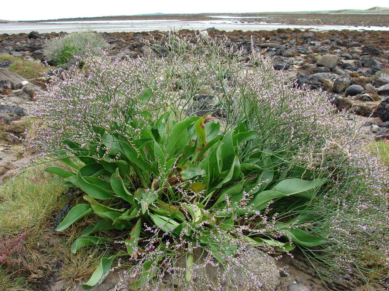 Limonium 10