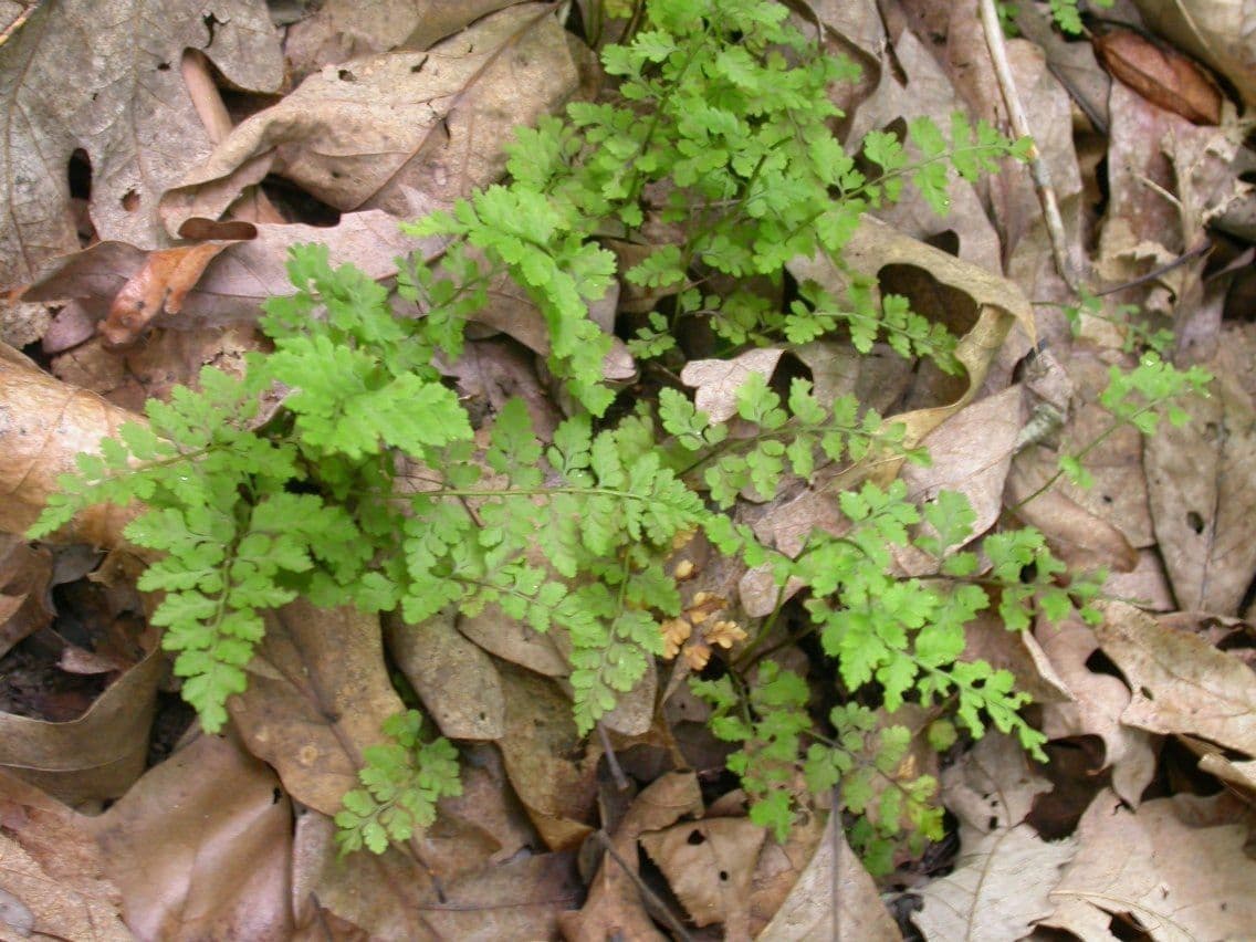 Cystopteris protrusa 5