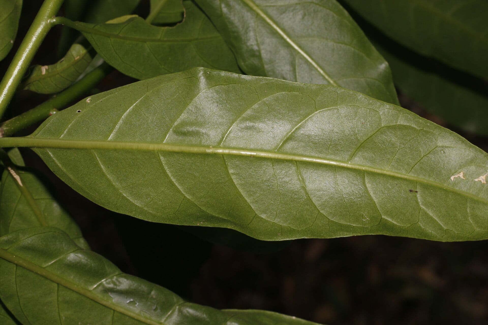 Drüsiges Cestrum 4