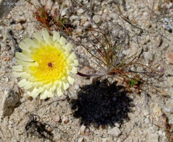 Malacothrix californiana 2