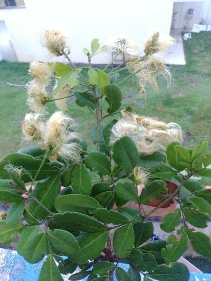 Jupunba 4