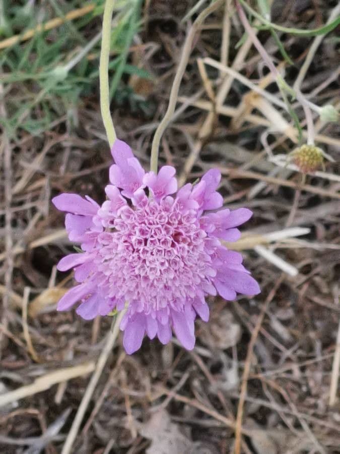 Scabiosa triandra 7