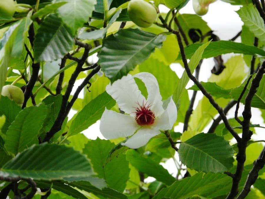 Dillenia 5