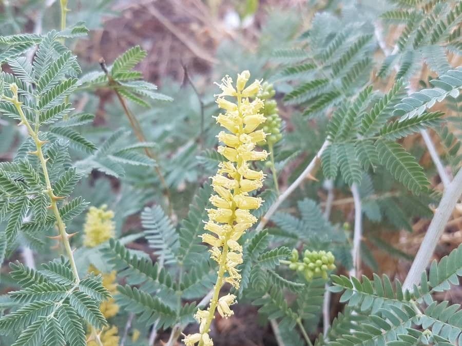 Prosopis 7