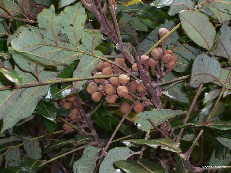 Podonephelium 3
