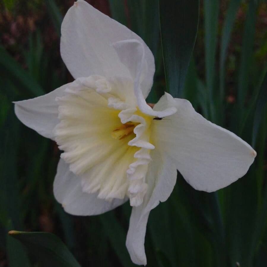 Narciso dubbioso 6