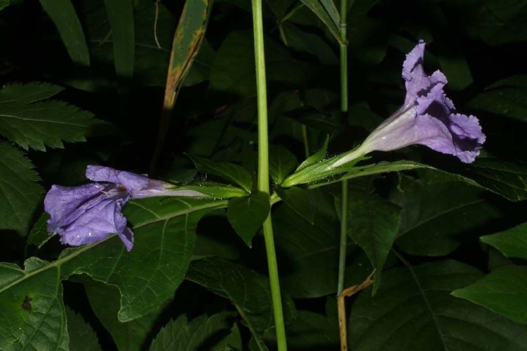 Ruellia 18