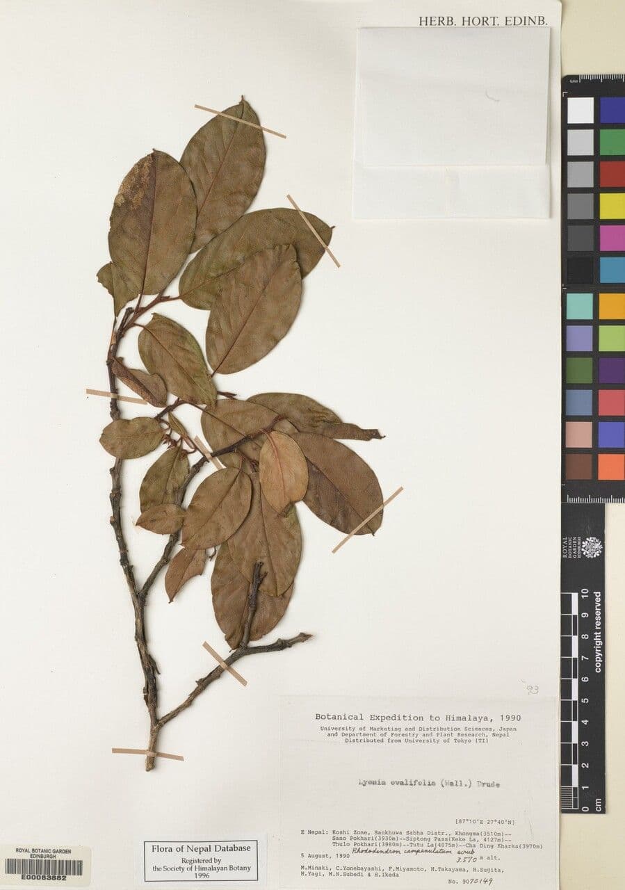 Lyonia 11