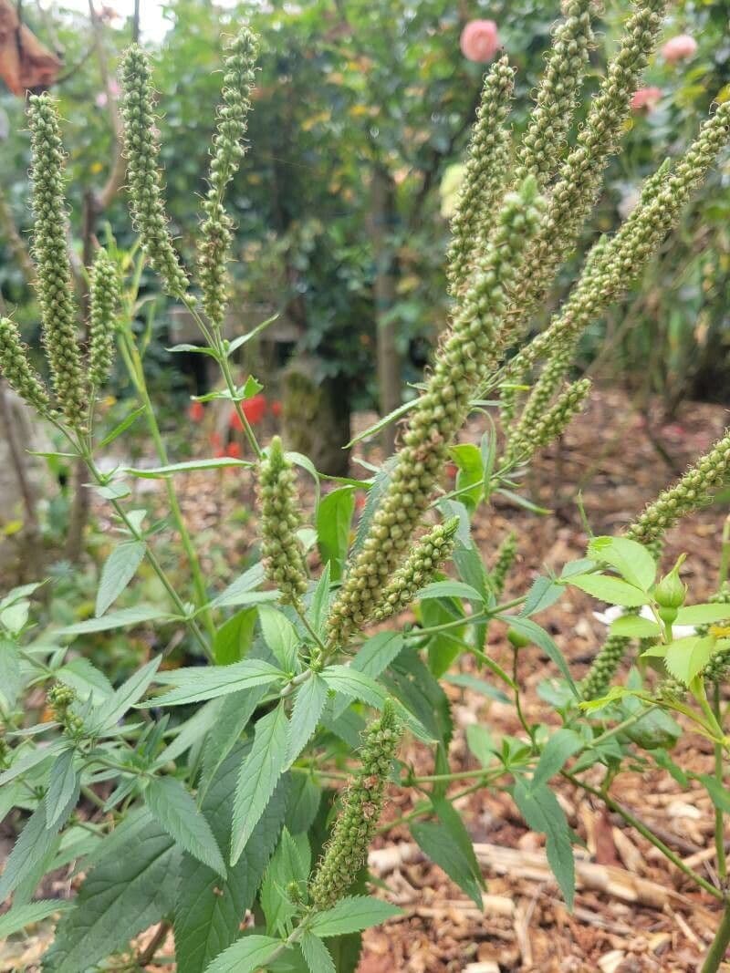 Verónica de hoja larga 2