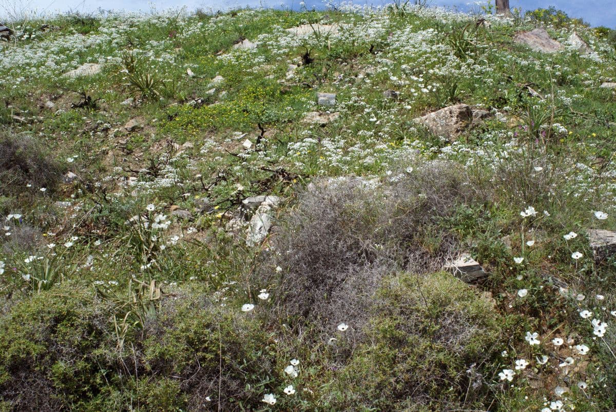 Aglio peloso 14