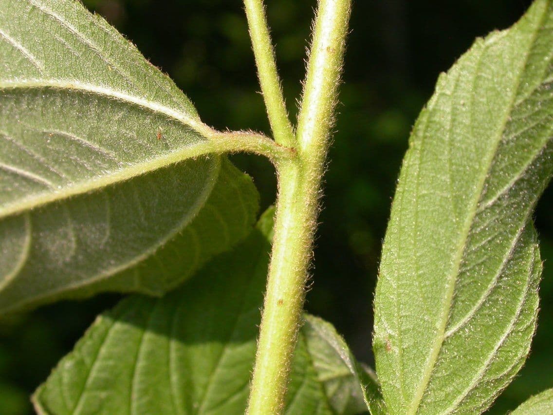 Ceanothus americký 23