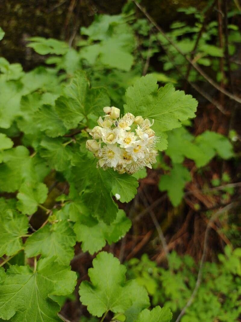 Physocarpus malvaceus