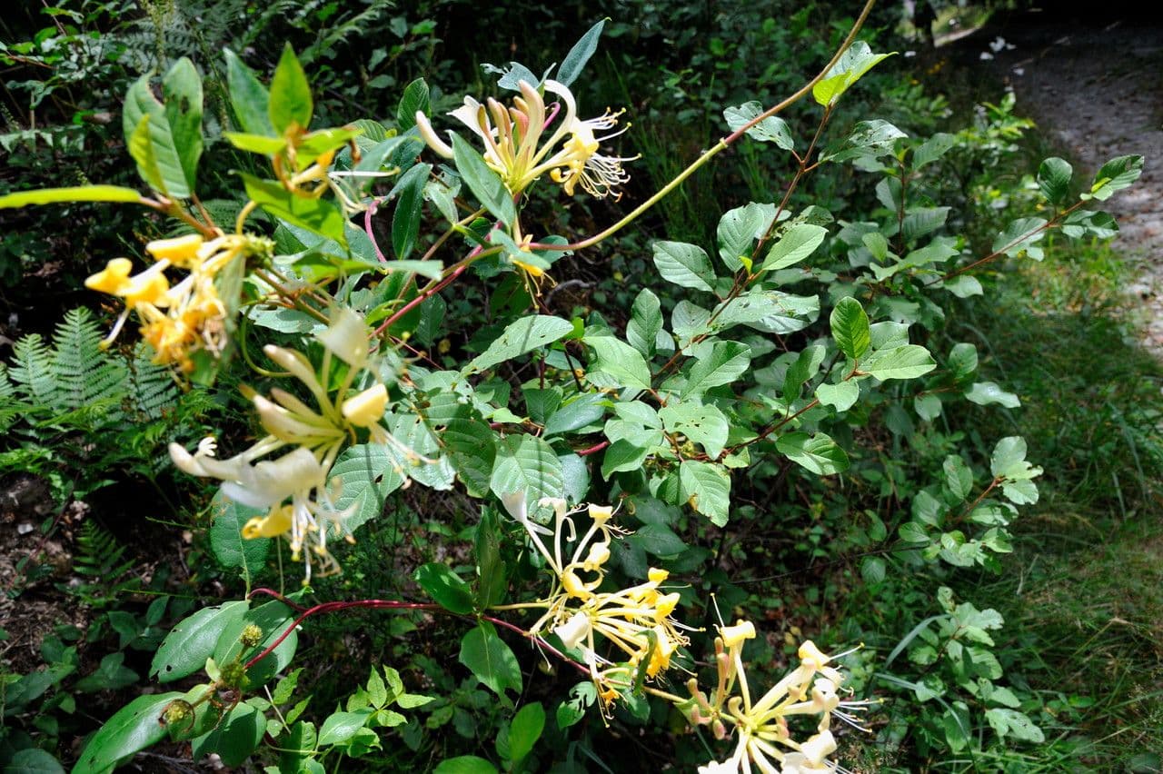 Wald-Geißblatt 26