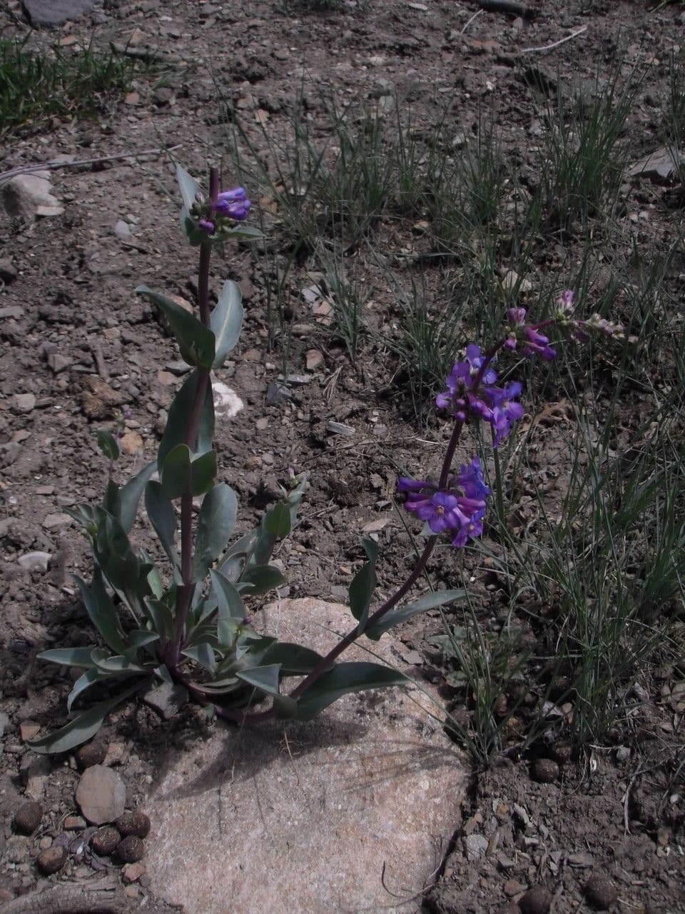 Penstemon di Osterhout 2