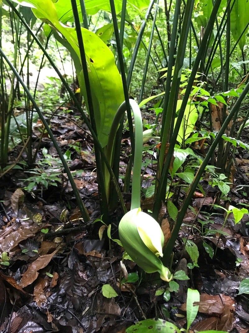 Cyclanthus 9
