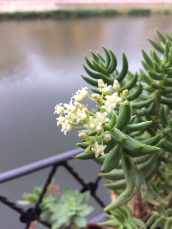 Crassula tetragona 6